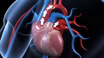 How does human circulatory system work – 3D animation – in English