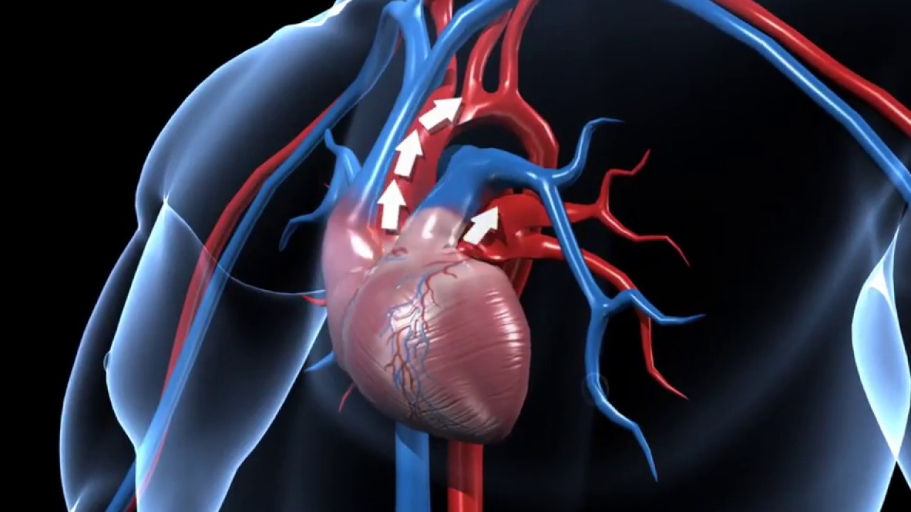 How The Circulatory System Works Worksheet Answers