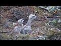 Very very Rare video Unbelievable Nature