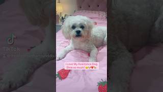 i Love My Assistance Dog Dixie So Much! she is My Bestfriend! 😊🐶❤️🦮👩👍 #viralvideo #dog #furbaby