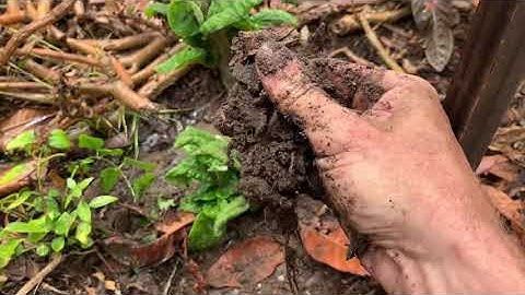 How do you know if your TREES NEED WATER????