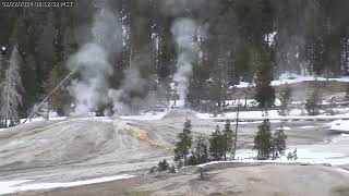 Wolves at Yellowstone