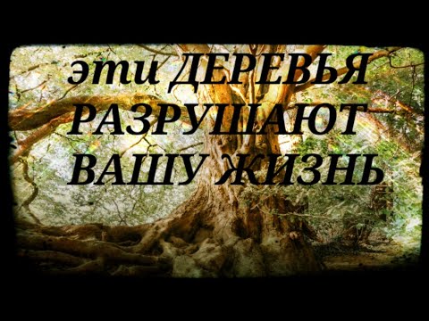 Какие деревья нельзя сажать возле дома. Приметы.