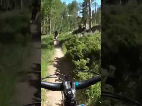 Epic Forest Trail MTB Ride: POV Speed Through Nature! #shorts