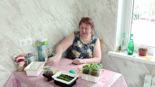 картинка: Мои секреты, как выращиваю крепкую здоровую рассаду