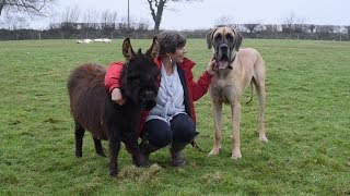 Great Dane Is Part Of Donkey Herd