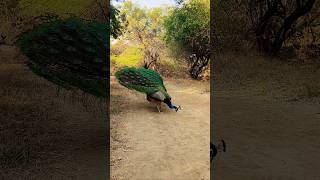 wow what a beautiful peacocks 😜😜