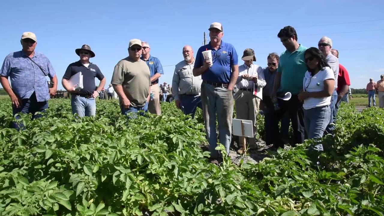 Potato Field Day