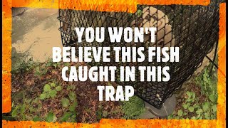 Fish Trap In Small Creek ( Amazed by Catch )