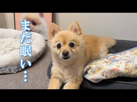 平穏な日常を送るシニア犬(9歳)の休日がこちら