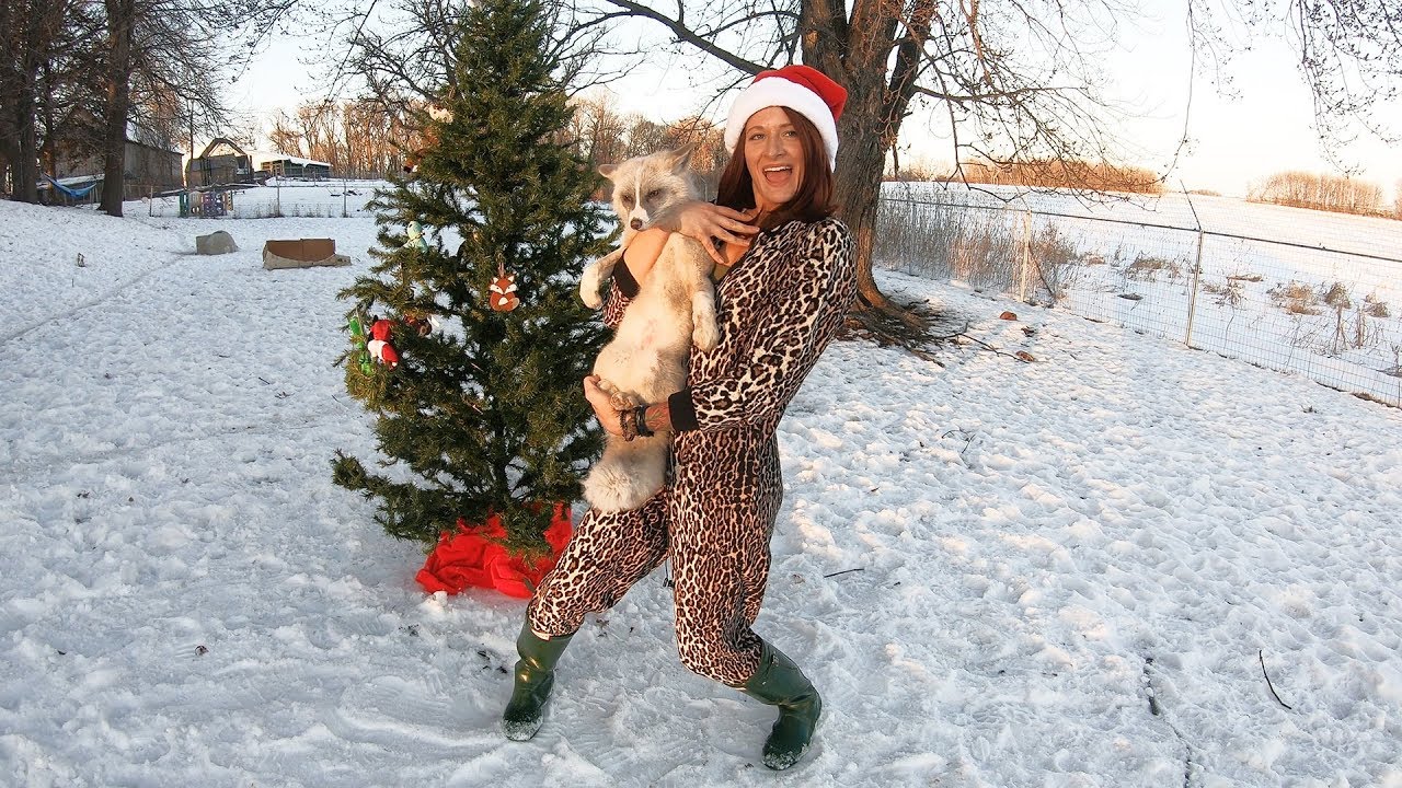 Merry Foxmas from Winter the baby fox and Mikayla - SaveAFox Rescue