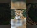 WildVanta: The Leopard's Deadly Gaze 👀🐆 #shorts #wildlife #animals #lion