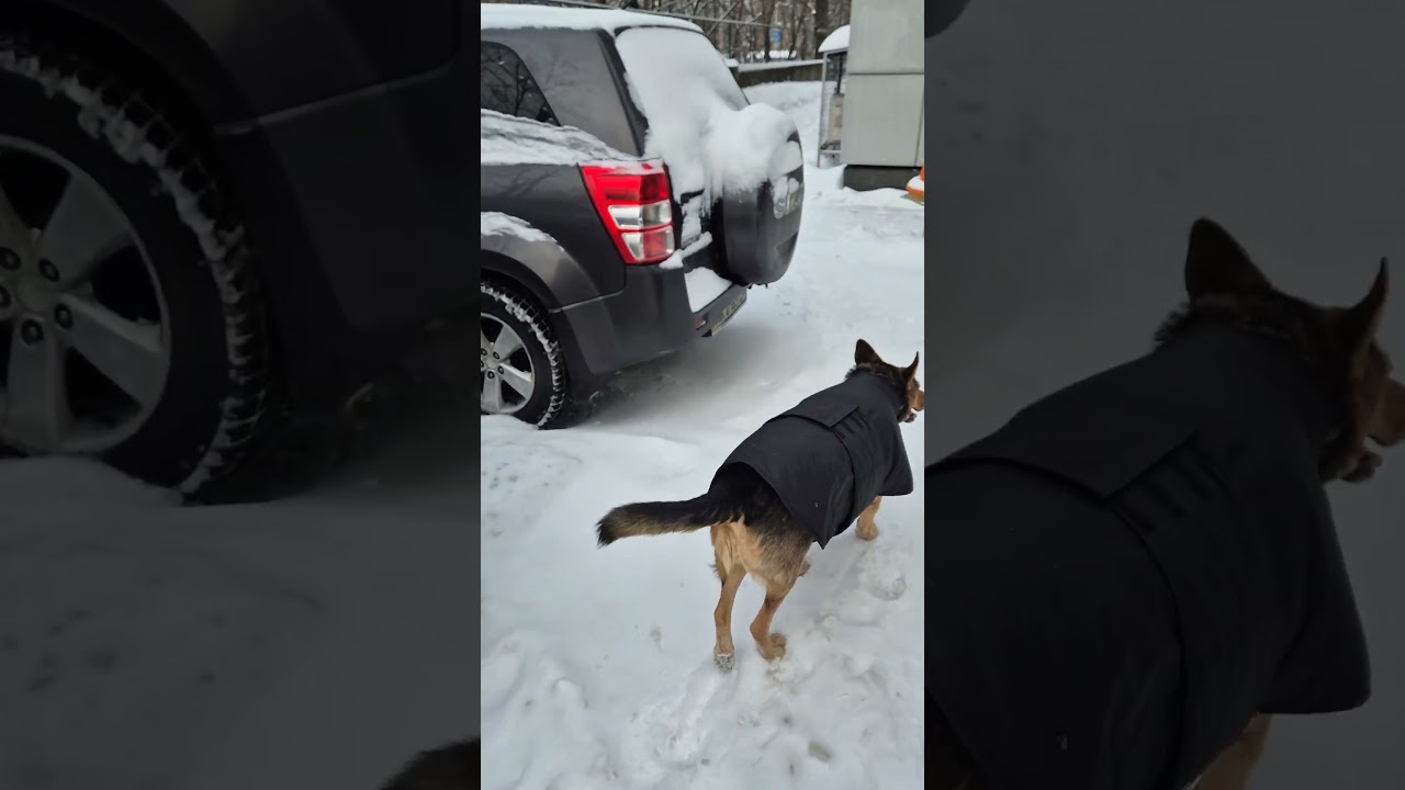 У Лапули есть память о Рексюше ❤️‍🩹 Эта попона была дошита, когда ему стало плохо...