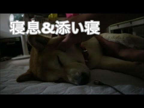 柴犬小春　撫でられながら寝る柴犬。添い寝体験動画【寝息ASMR】