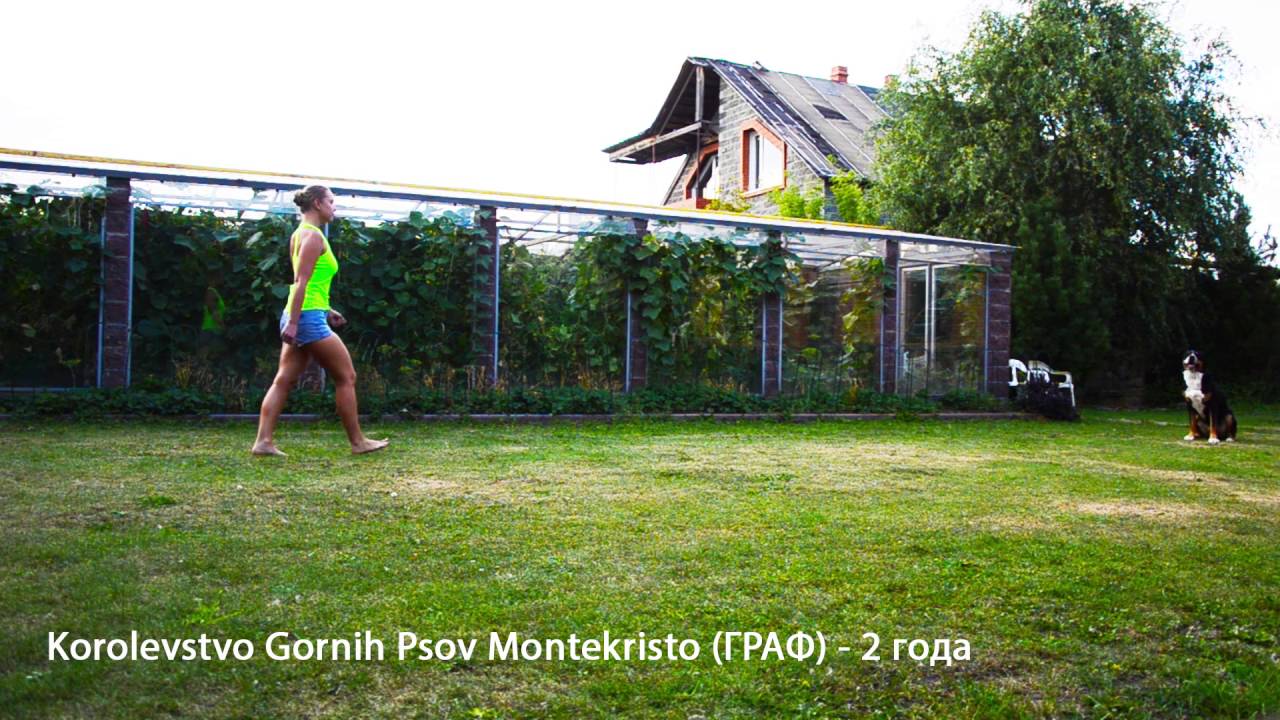 Korolevstvo Gornih Psov Montekristo (Граф) - большой швейцарский зенненхунд