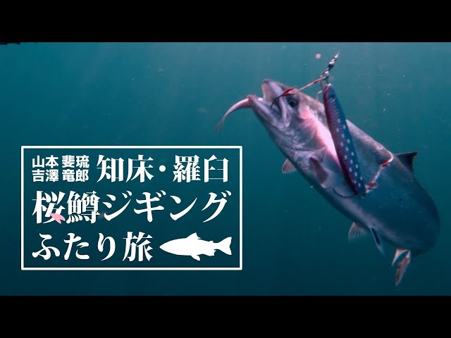 海サクラ サクラマス コジマクラフト BlueBlueなど 海サクラ サクラマス コジマクラフト BlueBlueなど - メルカリ