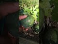 Garden fruit #explore #grow #garden #watermelon #fruit