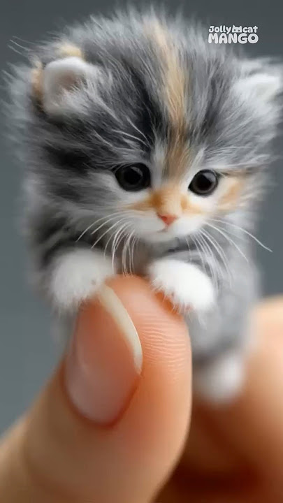 Download lagu Cute kitten sings APC APT #apt #apc #cat #kitten #cutecat #catvideo #jollymangocat