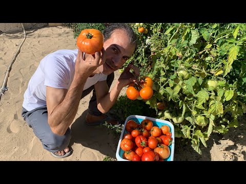 فيديو: طريقة المسار الحرج. الطريق الحرج - ما هو؟