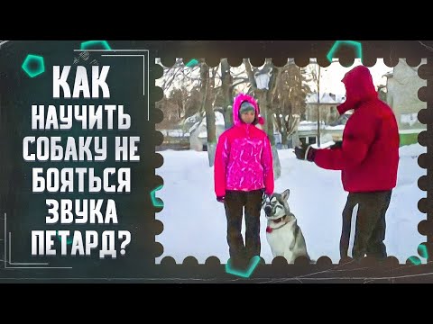 Как научить собаку не бояться звука петард(Петарды:преодоление страха)