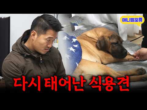 ‘제가 해줄 수 있는 게 없어요..’ 식용견에서 반려견이 된 강아지.. 아픔을 딛고 이겨낼 수 있을까?ㅣKB…