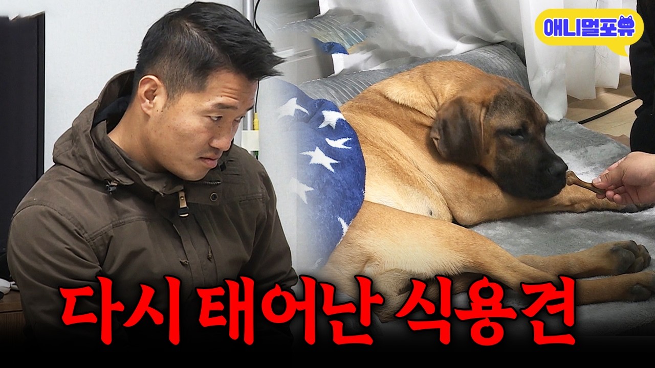 ‘제가 해줄 수 있는 게 없어요..’ 식용견에서 반려견이 된 강아지.. 아픔을 딛고 이겨낼 수 있을까?ㅣKBS 개는 훌륭하다 201221 방송