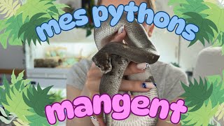 On nourrit les Pythons 🐍✨