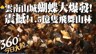 【360°今日大陸】密恐大挑戰!雲南這地方「蝴蝶大爆發」!1.5億隻飛舞山林間超震撼 @全球大視野Global_Vision