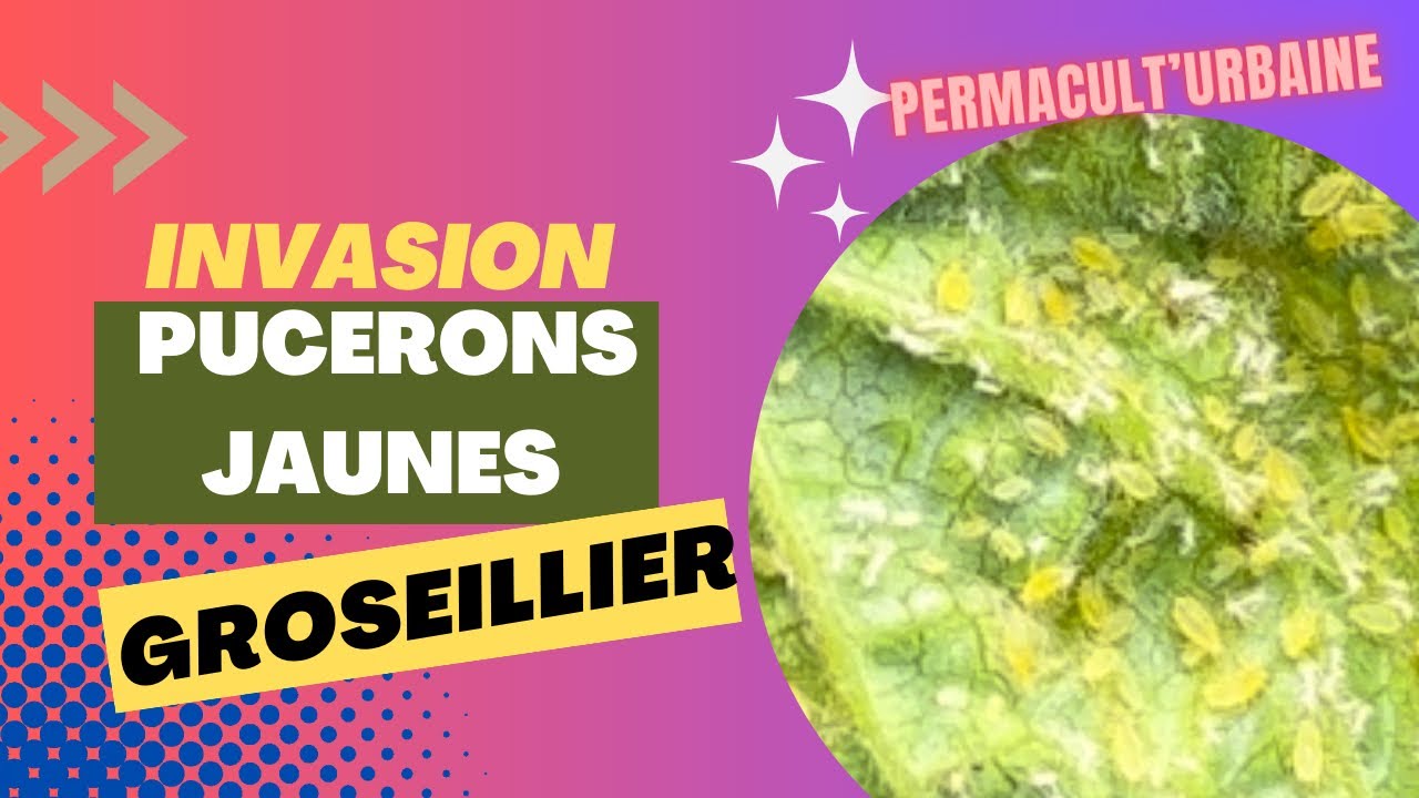 GROSEILLIERS Comment lutter efficacement et biologiquement contre une — free download