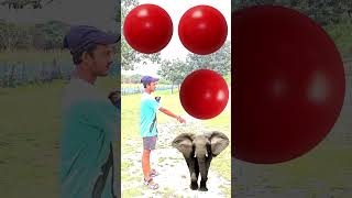 Rounding coconuts to Duck, Peacock, Pigeon &amp; Parrot - Birds names magic video#foryou#plzsupport