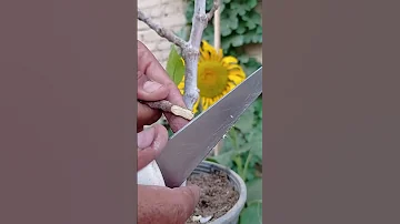 تطعيم التين فى دقيقه 
