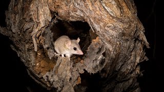 Australia’s wildlife is at risk – we need your help before it’s too late