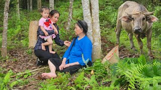 Harvest Watermelon  helping a tired old woman in the forest while herding buffaloes | Lý Phúc An