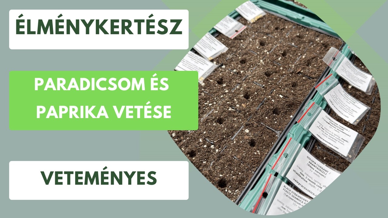 Különleges paprikák és paradicsomok!🫑🍅 Indulhat a magvetés!🌱