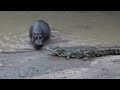 Nile Crocodile Trying To Scare A Hippo Nile Crocodile Trying To Scare A Hippo
