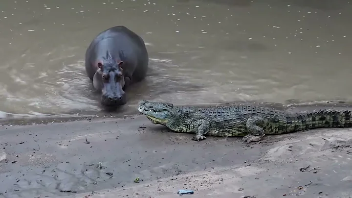 Nile crocodile trying to scare a Hippo