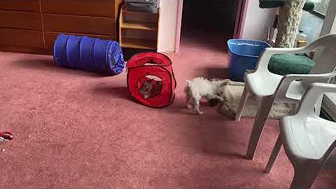 Watch the video about Schnoodle Puppy Plays with Exotic Savannah