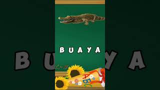 Belajar membaca dan mengeja nama hewan | Buaya | #shortsvideo