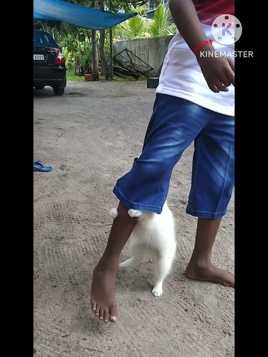 for-my-dead-dog-munna-shorts-youtube