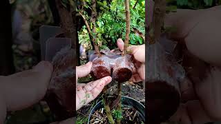 Results of the Two-stem grafting technique 🌱‼️#asmr #bonsai #bonsaitree #diy #gardening