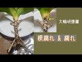 2022年3月3日　大輪胡蝶蘭【根腐れ】と【傷】　説明と対処法　新根と新芽