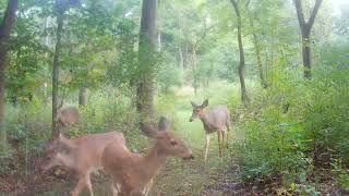 The white-tailed deer fawns are growing up #whitetail #deer #fawn