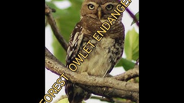 FOREST  OWLET@ DRSKSINGH CHANNEL JAI SHREERAM