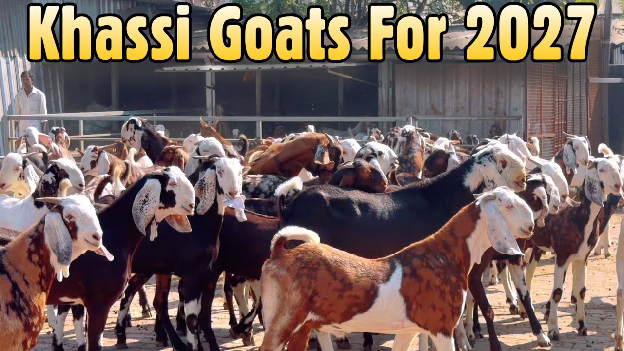 600/KG Quality Khassi Goats For 2027 at Kismat Goat Farm Surat Gujarat