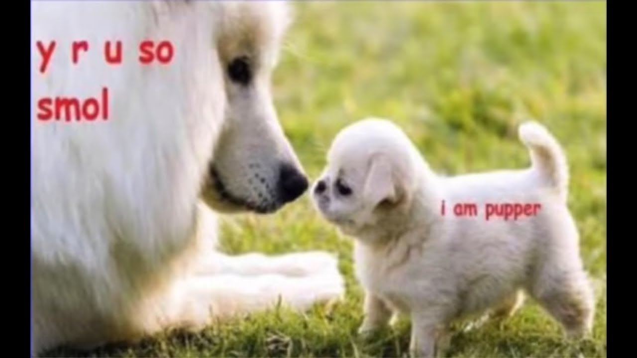 More than survive reprise//animatic (gift for the sweetest nugget