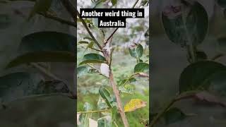 Trees Vomit In Australia?