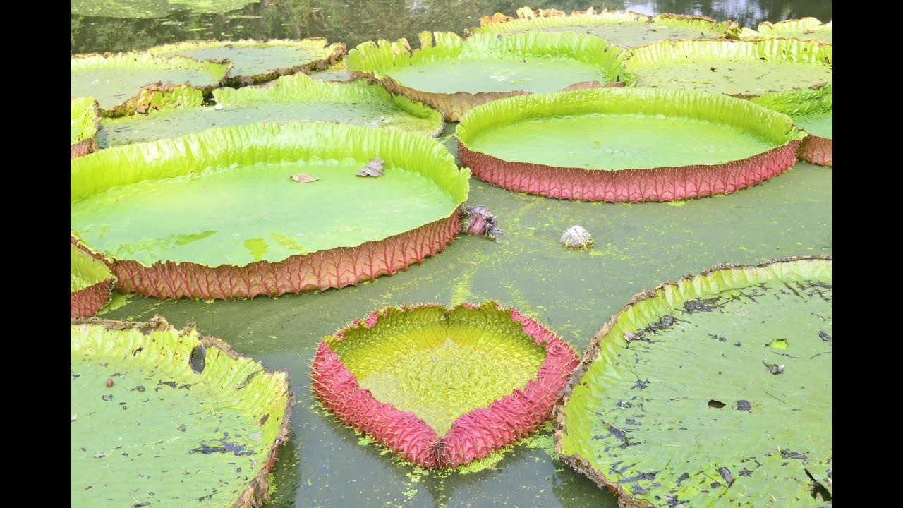 Botanical Garden Botanical Garden Kolkata Indian Botanical Garden