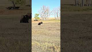 Rocky Mountain Arsenal Wildlife Preserve -- Bison