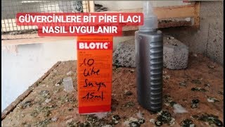 Güverci̇nlere Bi̇t Pi̇re İlaci Nasil Uygulanir