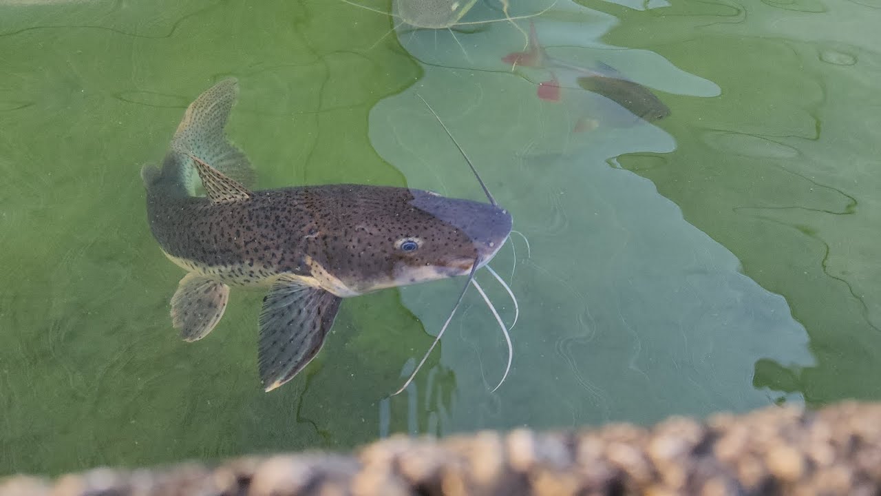 Mixed pool pond with two large catfish in florida YouTube